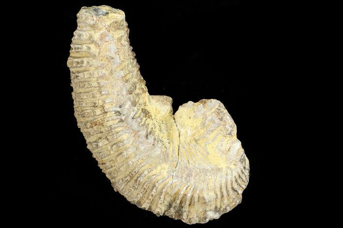 Cretaceous Fossil Oyster (Rastellum) - Madagascar #69625